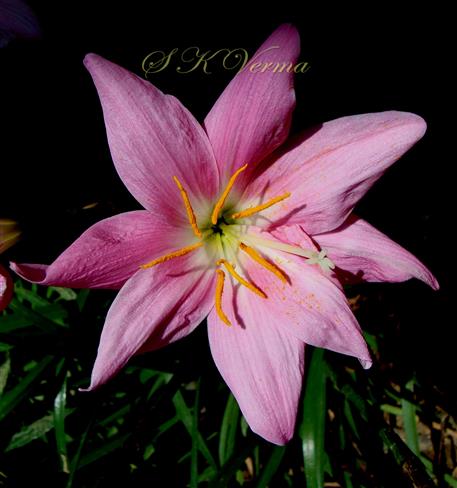  Flower with 8 tepals, 7 stamens and 5-fid stigma